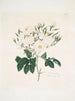 Rozenmoschata - Mary Lawrance — weergave van het kunstwerk