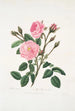 Rosa muscosa - Mary Lawrance — weergave van het kunstwerk
