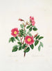Rosa pendulina - Mary Lawrance — weergave van het kunstwerk