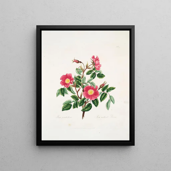 Mary Lawrance - Rosa pendulina.webp