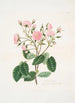 Rosa provincialis - Mary Lawrance — weergave van het kunstwerk