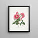 Rosa provincialis3 - Mary Lawrance — ingelijst kunstwerk aan de muur