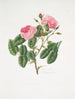 Rosa provincialis4 - Mary Lawrance — weergave van het kunstwerk