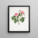 Rosa provincialis4 - Mary Lawrance — ingelijst kunstwerk aan de muur