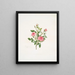 Rosa provinciale of Roos van Meaux - Mary Lawrance — ingelijst kunstwerk aan de muur