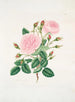 Roze provinciale - Mary Lawrance — weergave van het kunstwerk