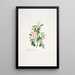 Rosa rubiginosa - Mary Lawrance — ingelijst kunstwerk aan de muur