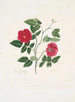 Rose semperflorens - Mary Lawrance — weergave van het kunstwerk