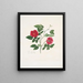 Rose semperflorens - Mary Lawrance — ingelijst kunstwerk aan de muur