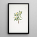 Rosa spinosissima - Mary Lawrance — ingelijst kunstwerk aan de muur