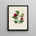 Donkerroze van Chinese zijde - Mary Lawrence — ingelijst kunstwerk aan de muur