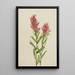 Castilléjie de l'Alberta Castilleja miniata - Mary Vaux Walcott — ingelijst kunstwerk aan de muur