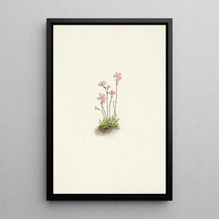 Mary Vaux Walcott - Alberta Primrose Primula maccalliana.webp