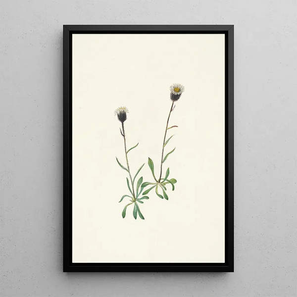 Mary Vaux Walcott - Aleutian Fleabane Erigeron unalaschensis.webp
