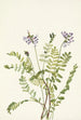 Astragale alpine Astragalus alpinus - Mary Vaux Walcott — weergave van het kunstwerk