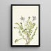 Astragale alpine Astragalus alpinus - Mary Vaux Walcott — ingelijst kunstwerk aan de muur