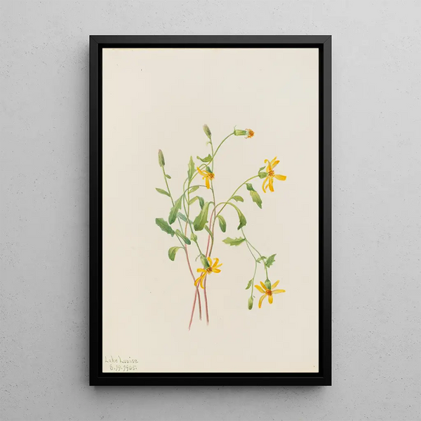 Mary Vaux Walcott - Alpine Ragwort Senecio species.webp