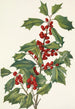 Houx américain Ilex opaca - Mary Vaux Walcott — weergave van het kunstwerk