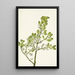 Gui américain Phoradendron flavescens - Mary Vaux Walcott — ingelijst kunstwerk aan de muur