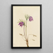 Anémone pulsatille américaine Pulsatilla ludoviciana - Mary Vaux Walcott — framed artwork on a wall