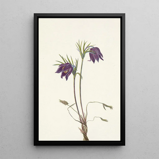 Mary Vaux Walcott - American Pasqueflower flower Pulsatilla ludoviciana.webp