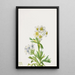 Anémone Anemone zephyra - Mary Vaux Walcott — ingelijst kunstwerk aan de muur
