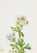 Anémone Anemone zephyra - Mary Vaux Walcott — weergave van het kunstwerk