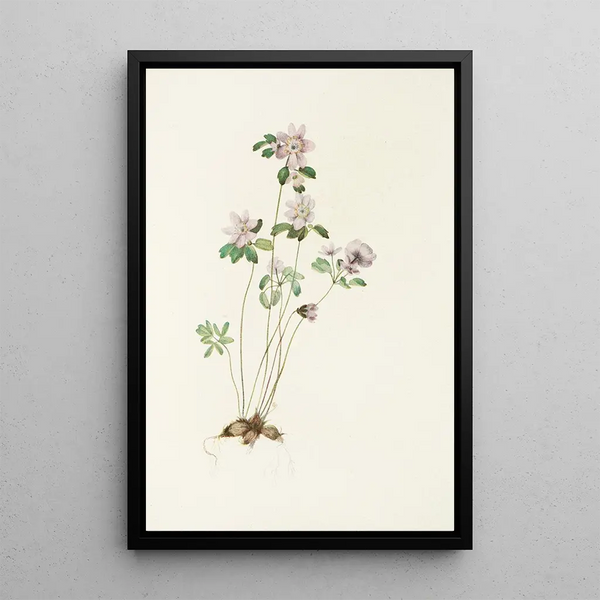 Mary Vaux Walcott - Anemonella Syndesmon thalictroides.webp