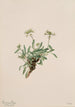 Arabis drummondii painting - Mary Vaux Walcott — artwork view