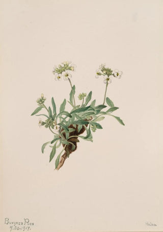 Mary Vaux Walcott - Arabis drummondii.webp