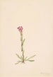 Arabis lyallii - Mary Vaux Walcott | Reproduction — weergave van het kunstwerk