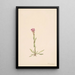 Arabis lyallii - Mary Vaux Walcott | Reproduction — ingelijst kunstwerk aan de muur