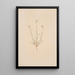 Arenaria formosa - Mary Vaux Walcott — ingelijst kunstwerk aan de muur