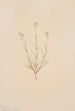 Arenaria formosa - Mary Vaux Walcott — weergave van het kunstwerk