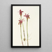 Aréthuse Arethusa bulbosa - Mary Vaux Walcott — framed artwork on a wall