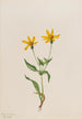 Arnica alpine Arnica alpina - Mary Vaux Walcott — weergave van het kunstwerk