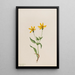 Arnica alpine Arnica alpina - Mary Vaux Walcott — ingelijst kunstwerk aan de muur