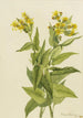 Séneçon à feuilles de flèche Senecia triangularis - Mary Vaux Walcott — weergave van het kunstwerk