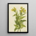 Séneçon à feuilles de flèche Senecia triangularis - Mary Vaux Walcott — ingelijst kunstwerk aan de muur