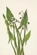 Sagittaire en pijl Sagittaria cuneata - Mary Vaux Walcott — weergave van het kunstwerk