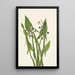 Sagittaire en pijl Sagittaria cuneata - Mary Vaux Walcott — ingelijst kunstwerk aan de muur