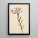 Aster d'Engelmann - Mary Vaux Walcott — framed artwork on a wall
