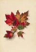 Feuilles d'automne 2 - Mary Vaux Walcott — weergave van het kunstwerk