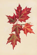 Herfstbladeren - Mary Vaux Walcott — weergave van het kunstwerk