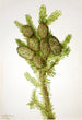 Sapin baumier Albies fraseri - Mary Vaux Walcott — weergave van het kunstwerk