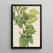 Noisetier à bec Corylus rostrata - Mary Vaux Walcott — ingelijst kunstwerk aan de muur