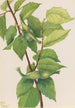 Noisetier à bec Corylus rostrata - Mary Vaux Walcott — weergave van het kunstwerk