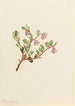 Busserole Arctostaphylos uvaursi - Mary Vaux Walcott — weergave van het kunstwerk
