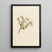 Busserole Arctostaphylos uvaursi - Mary Vaux Walcott — ingelijst kunstwerk aan de muur