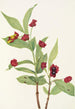 Chèvrefeuille involucré Lonicera involucrata - Mary Vaux Walcott — weergave van het kunstwerk
